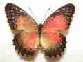 Nymphalis antiopa (form1) Internet Image property of respective owner, non-commercial use only